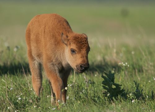 Bison calf