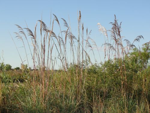 FourCanyonInvasive