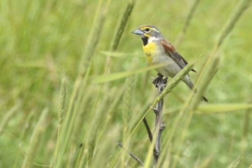 Grassland Birds