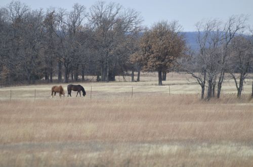Horses at Tallgrass