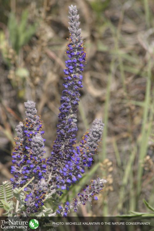 Leadplant