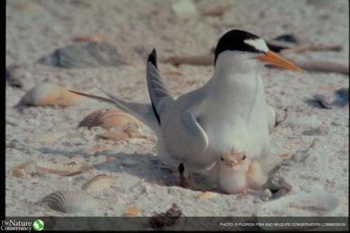 Least Tern