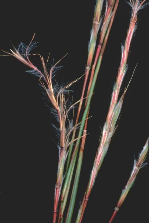 Little Bluestem