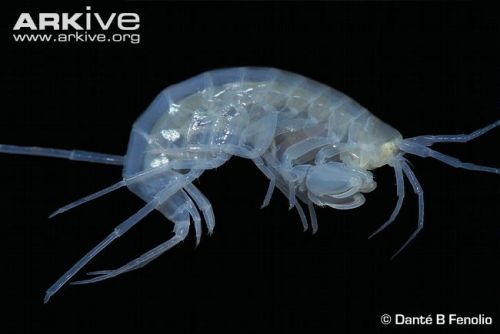 Oklahoma-cave-amphipod