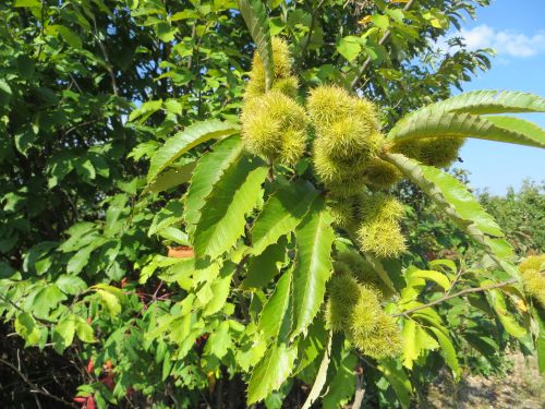 Ozark Chin-Oak Seed Burrs 2