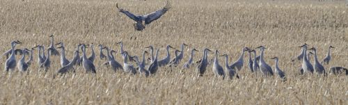 SandhillCranes