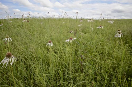 Wildflowers