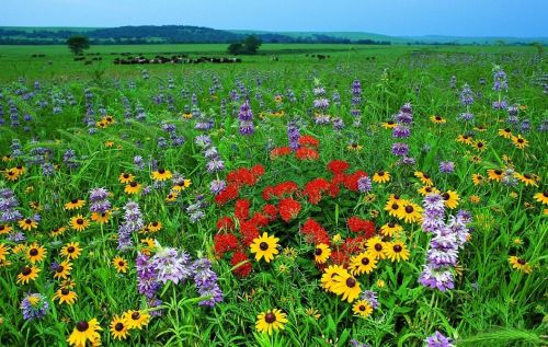 Wildflowers2