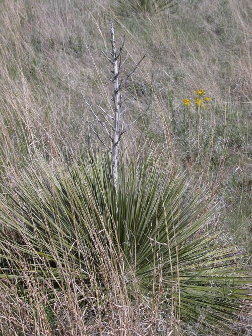 Yucca 1