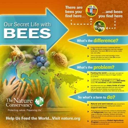 bee-infographic-picture