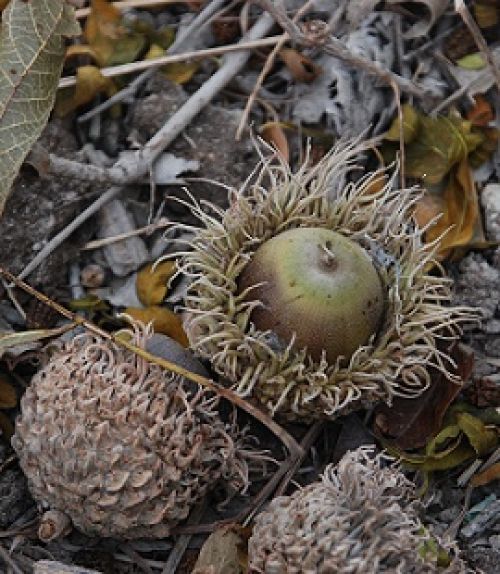 bur-oak-acorn025